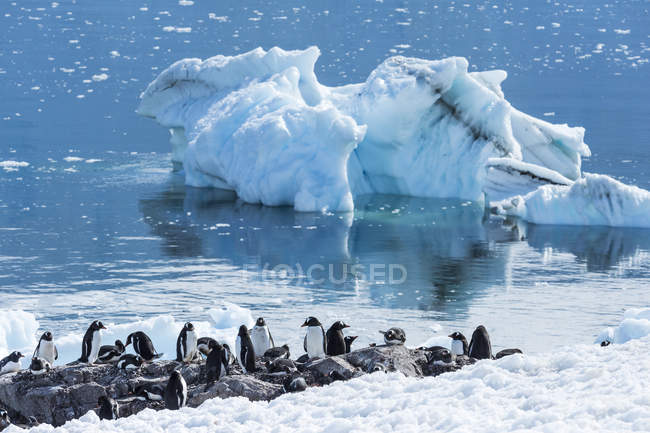 Gentoo пінгвіни стоячи — стокове фото