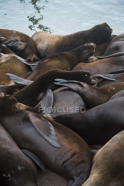 Leoni marini della California — Foto stock