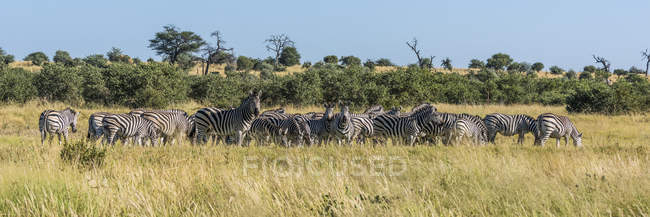 Pastagem de zebra Burchell — Fotografia de Stock