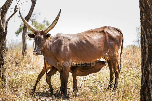 Vache à cornes nourrissant veau — Photo de stock