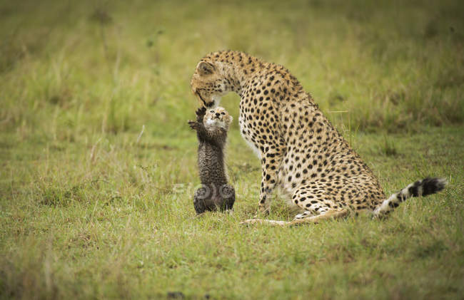 Гепард с детёнышем на открытом воздухе — стоковое фото
