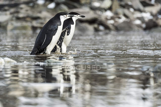 Chinstrap pingüinos en la superficie del agua - foto de stock