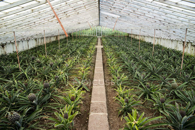 Plantación de Ananas en interior - foto de stock