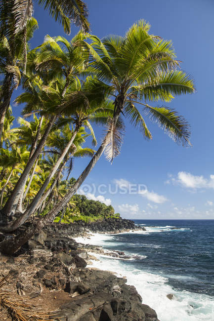 Palm trees along the Puna coastline — Stock Photo