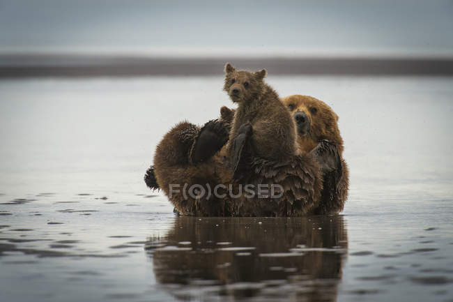 Urso costeiro do Alasca — Fotografia de Stock