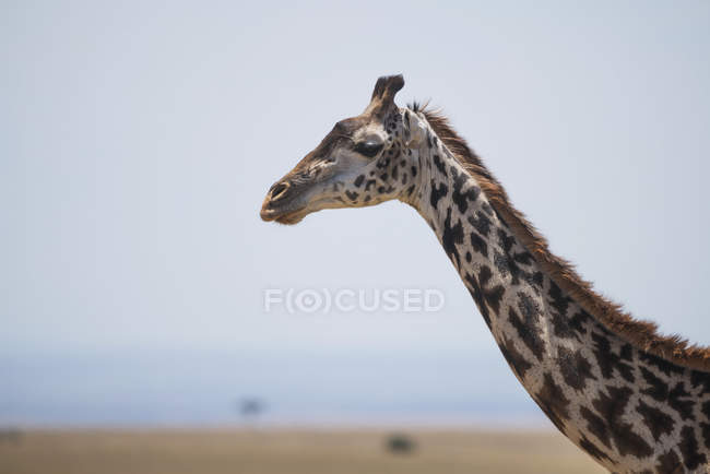 Giraffa si estende — Foto stock
