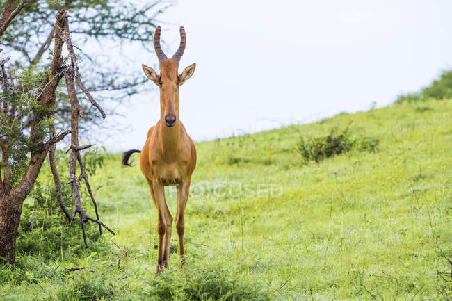 Antílope com cabeça longa e pontiaguda — Fotografia de Stock
