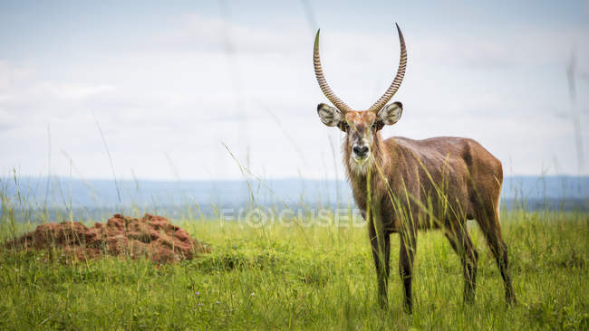 Antelope in piedi sul campo — Foto stock