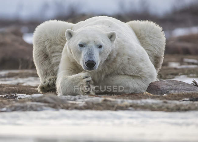 Белый медведь на побережье Гудзонова залива. Манитоба, Канада — стоковое фото