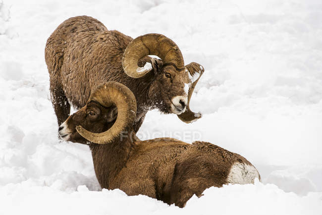 Grosso Ram di Bighorn — Foto stock