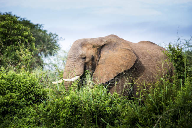 Elefant steht zwischen Büschen — Stockfoto