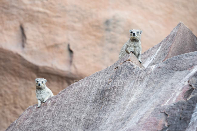 Rock Hyrax (Fessie) сидят на скале — стоковое фото