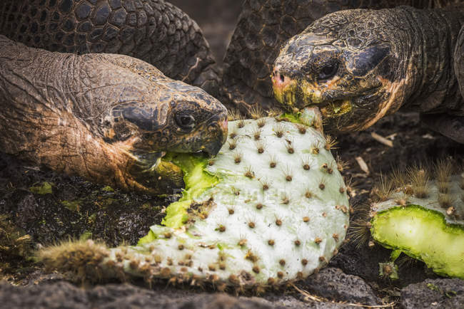 Galapagos giant tortoises — Stock Photo