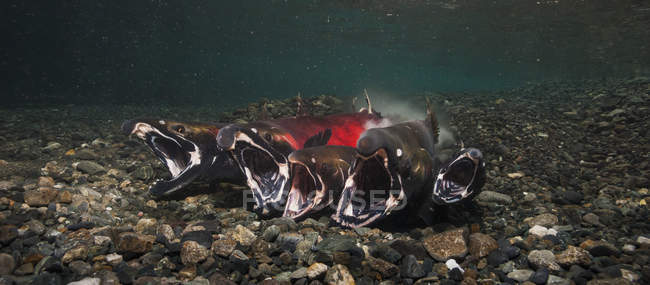 Salmon spawning in Power Creek — Stock Photo