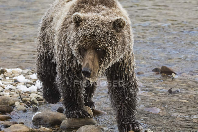 Grizzlybär steht am Ufer — Stockfoto