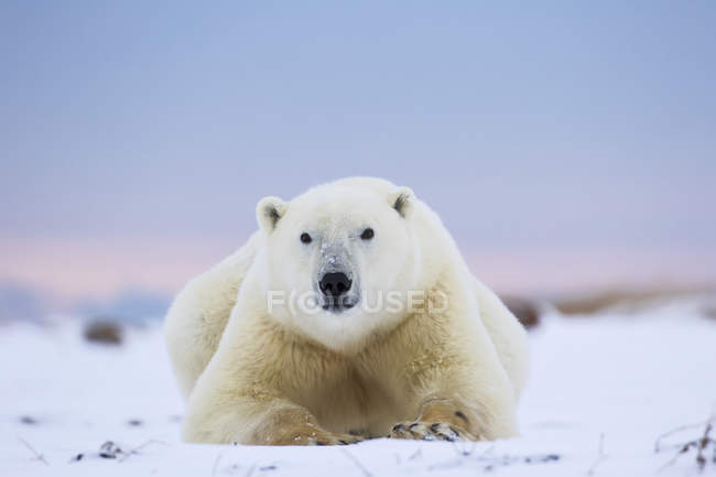 Deitado Urso polar — Fotografia de Stock
