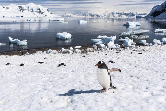 Gentoo pingüino caminando - foto de stock