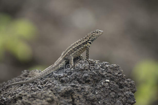 Iguana debout sur le rocher — Photo de stock