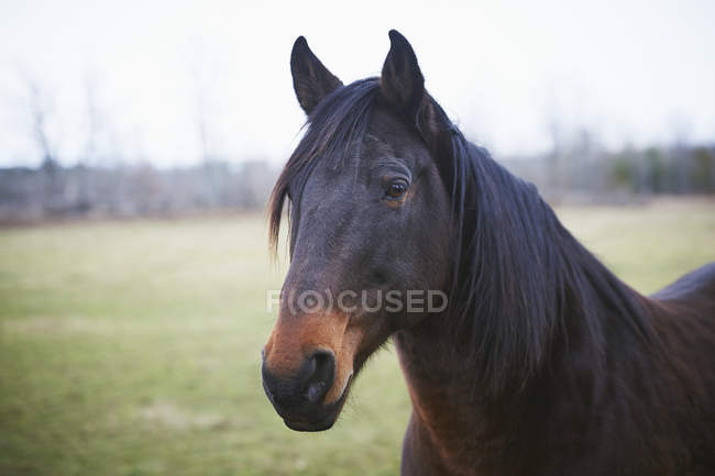 Лошадь стоит на зеленой траве — стоковое фото