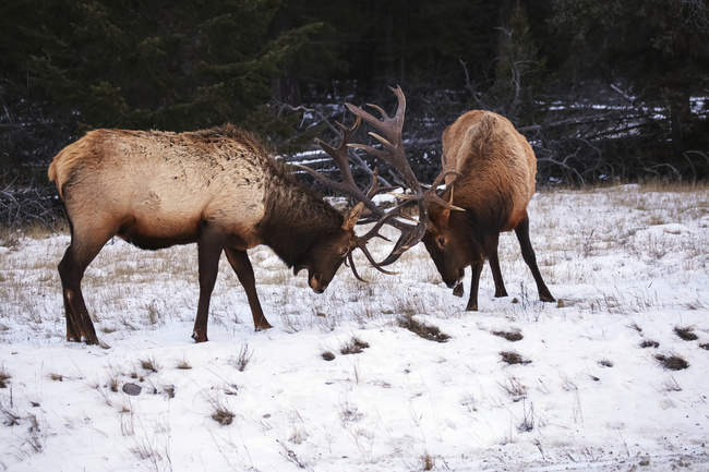 Bull elk have sparring — Stock Photo