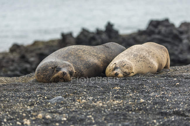Dos lobos marinos de Galápagos - foto de stock