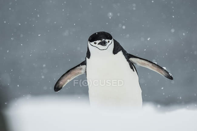 Чіпп-пінгвін у снігопаді — стокове фото
