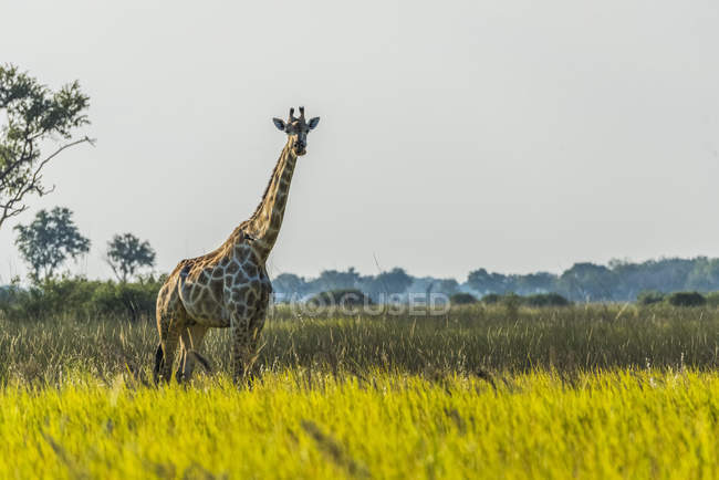 Südafrikanische Giraffe — Stockfoto