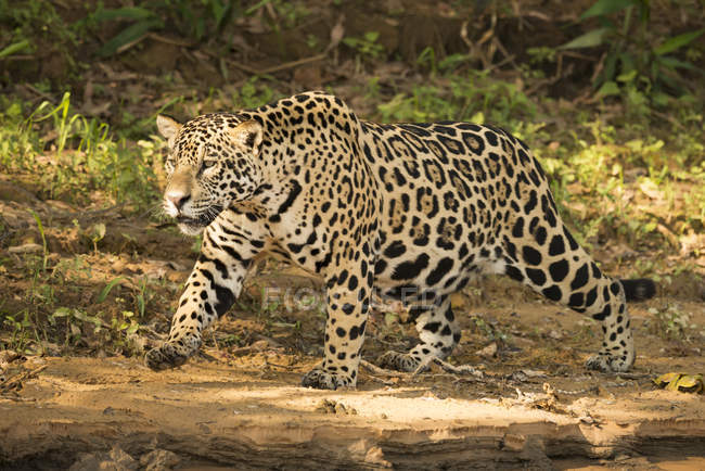 Jaguar prowling beside river — Stock Photo