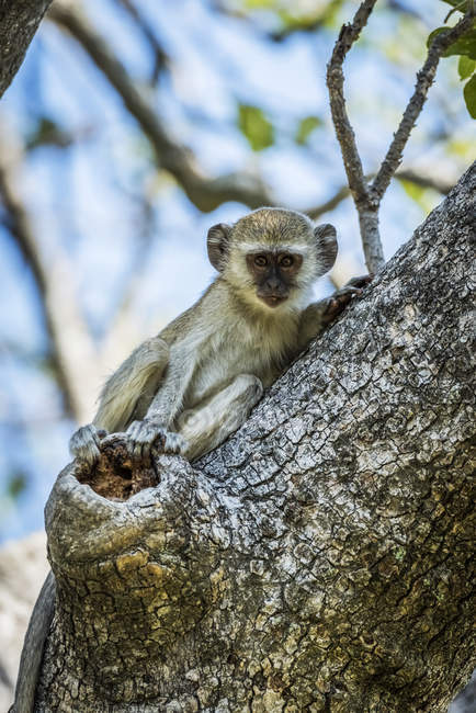 Scimmia vermifuga — Foto stock