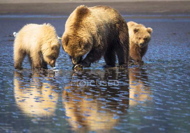 Ours côtiers de l'Alaska — Photo de stock