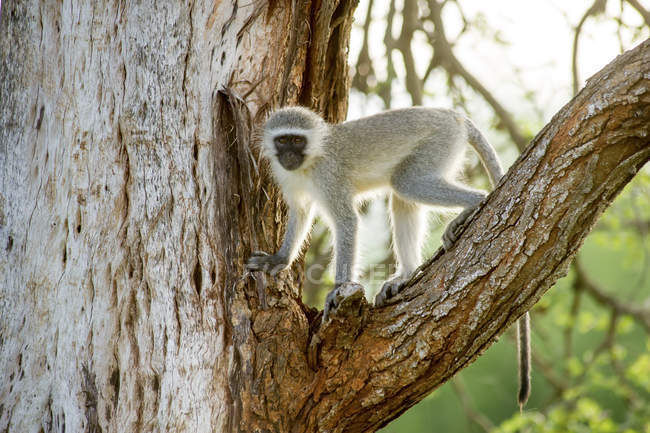 Vervet Monkey standing on tree — Stock Photo