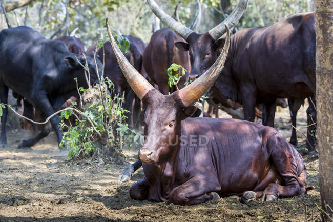 Vacas con cuernos a la sombra - foto de stock