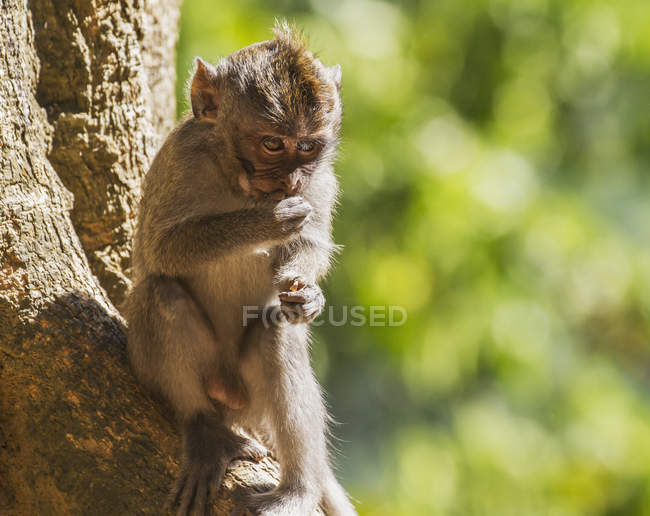 Macaco mangia granchi — Foto stock