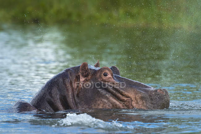 Spray de ronco de hipopótamo — Fotografia de Stock