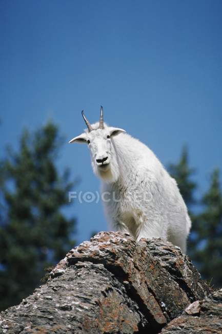 Chèvre de montagne sur le rocher — Photo de stock