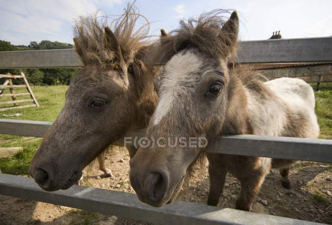 Два цікавих коней — стокове фото