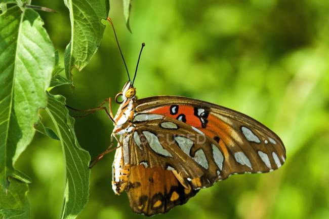 Schmetterling auf Blatt im Freien — Stockfoto