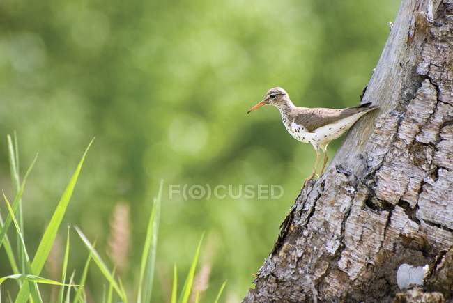 Spotted Sandpiper On Tree Trunk — Stock Photo