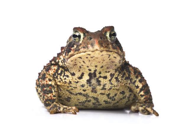 Toad sitting on white — Stock Photo