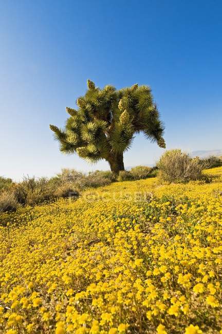 Дерево Джошуа в пустыне Мохаве — стоковое фото