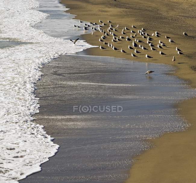 Manada de aves en la costa - foto de stock