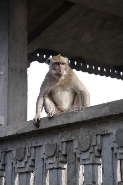 Мавпа сидить на виступі — стокове фото