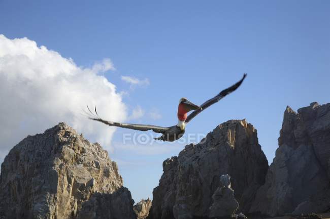Пеликан в полете в небе — стоковое фото