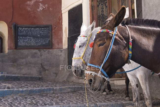 Cavalos, Fira, Santorini, Grécia — Fotografia de Stock