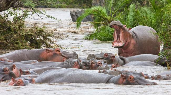Yawning Hippo at  Serengeti National Park — Stock Photo