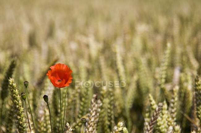 Poppy Flower In Field — Stock Photo