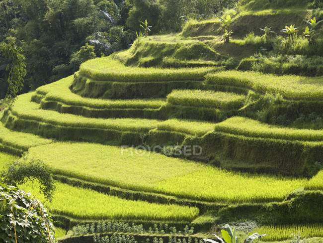 Campos de arroz em Bali — Fotografia de Stock