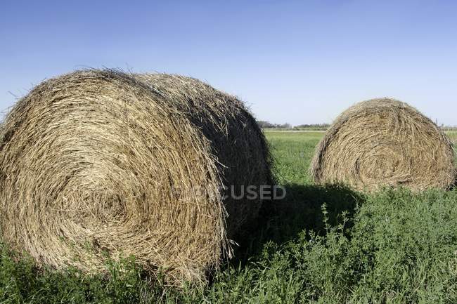 Fardos de feno na grama verde — Fotografia de Stock