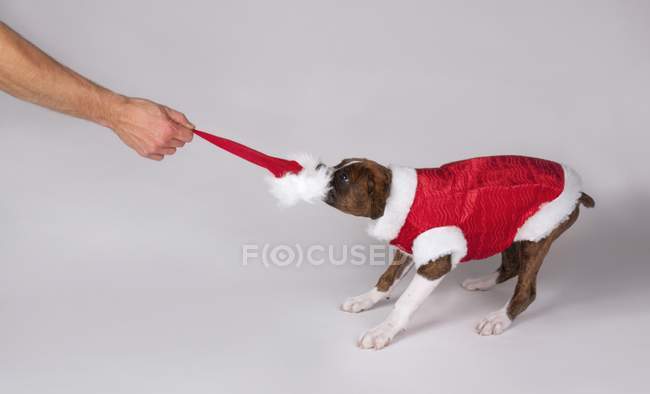 Собака носить костюм Санта — стоковое фото