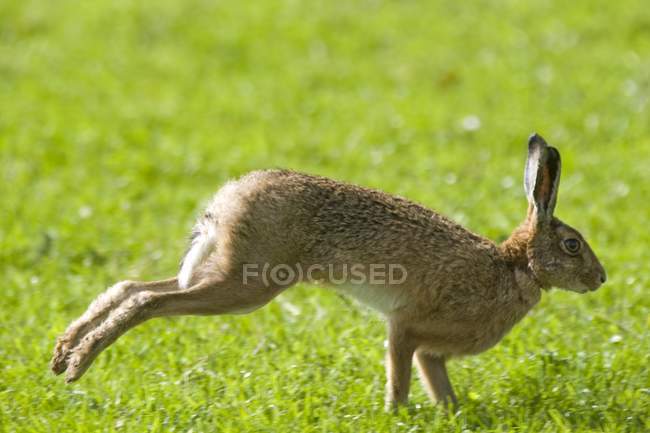 Lièvre sautillant dans l'herbe — Photo de stock